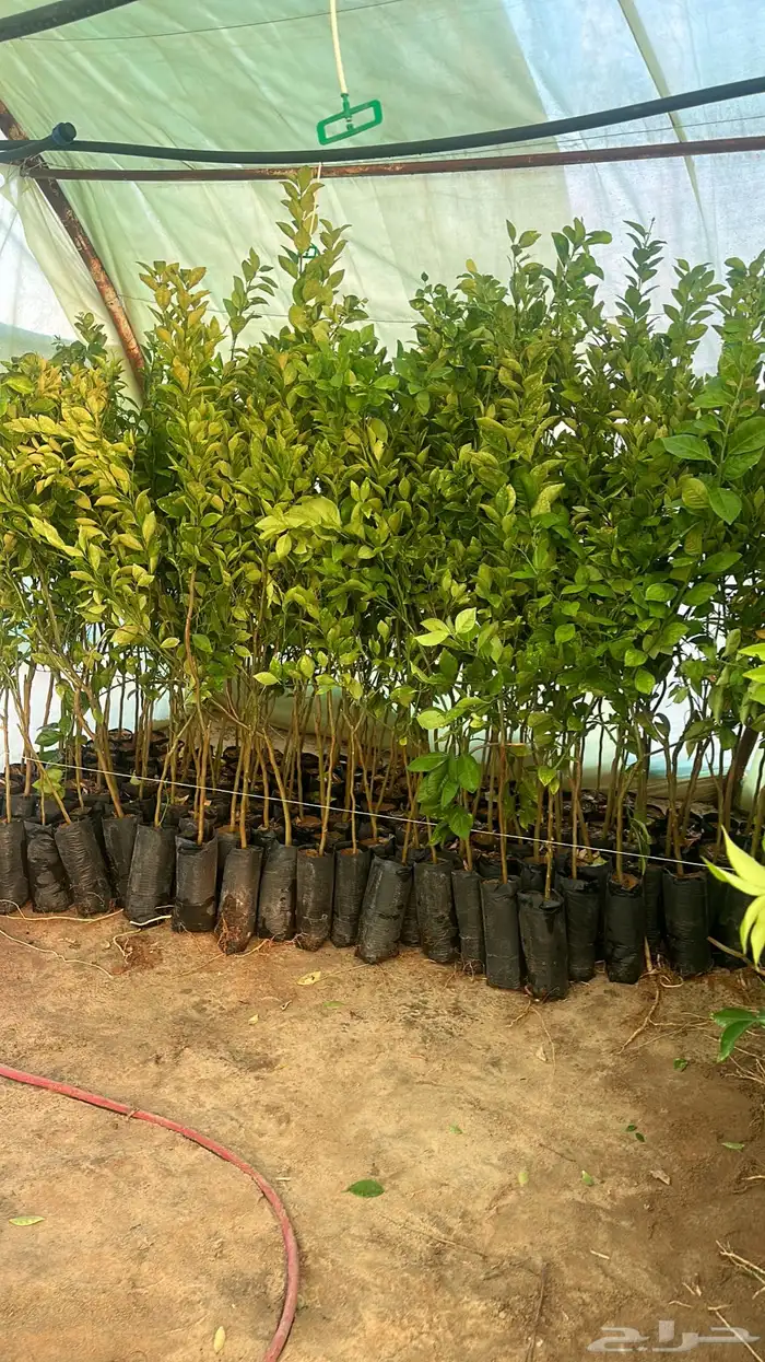 شتلات حمضيات برتقال ويوسفي ملكي 2