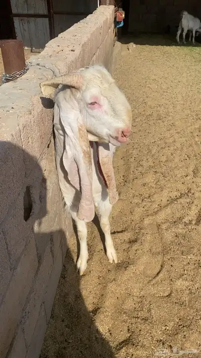 تيس هولندي 1