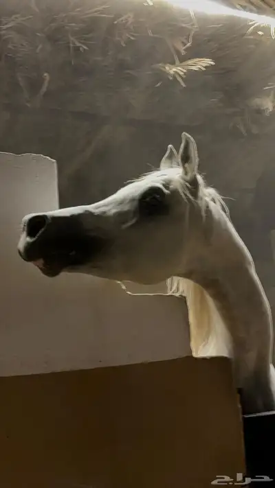 للبيع حصان واهو 2