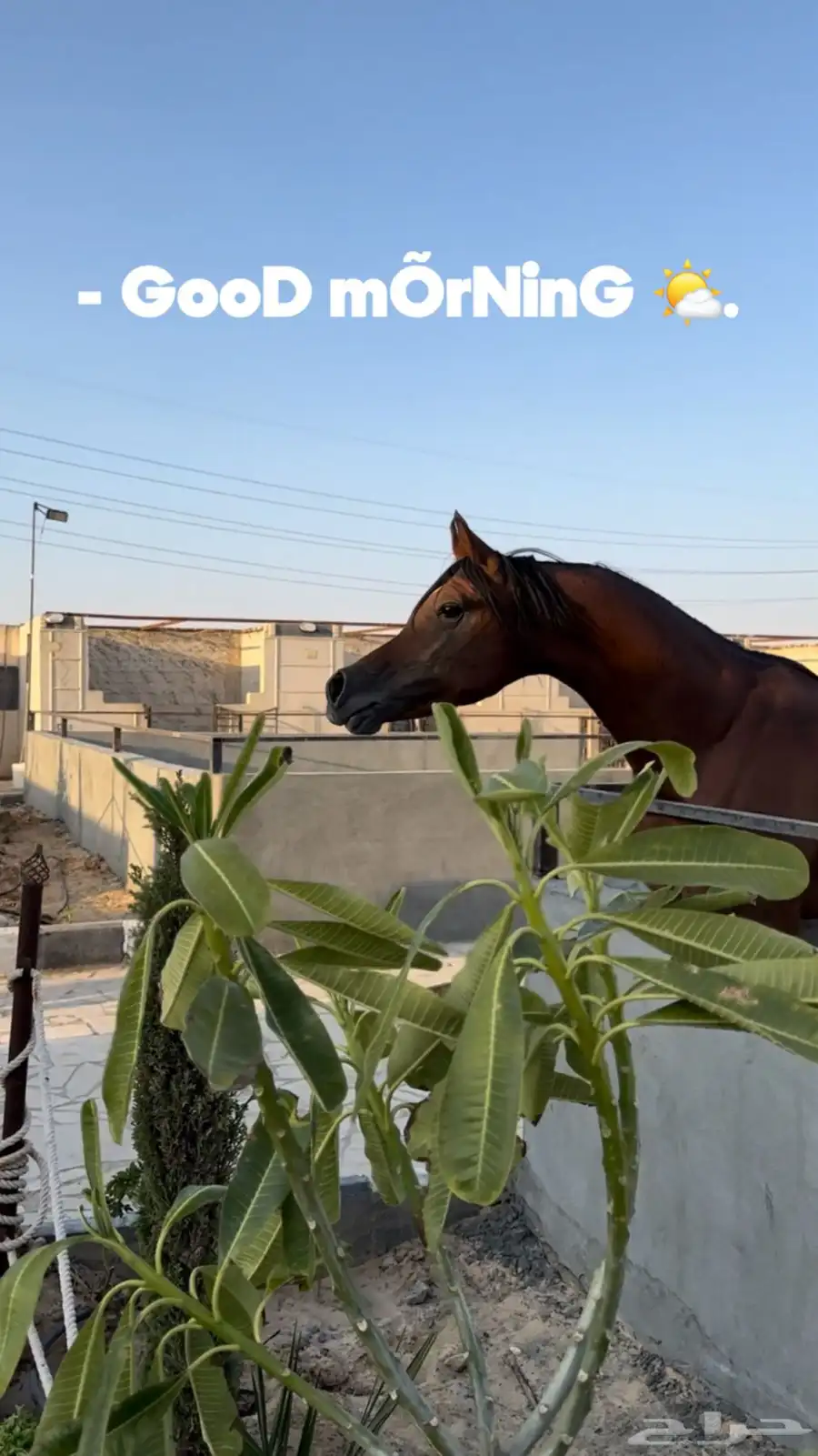 مربط الفهد للخيول القرسات index