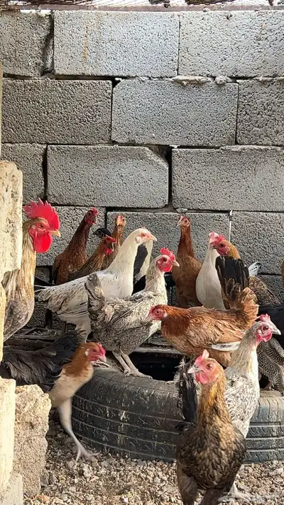 دجاج بلدي 0