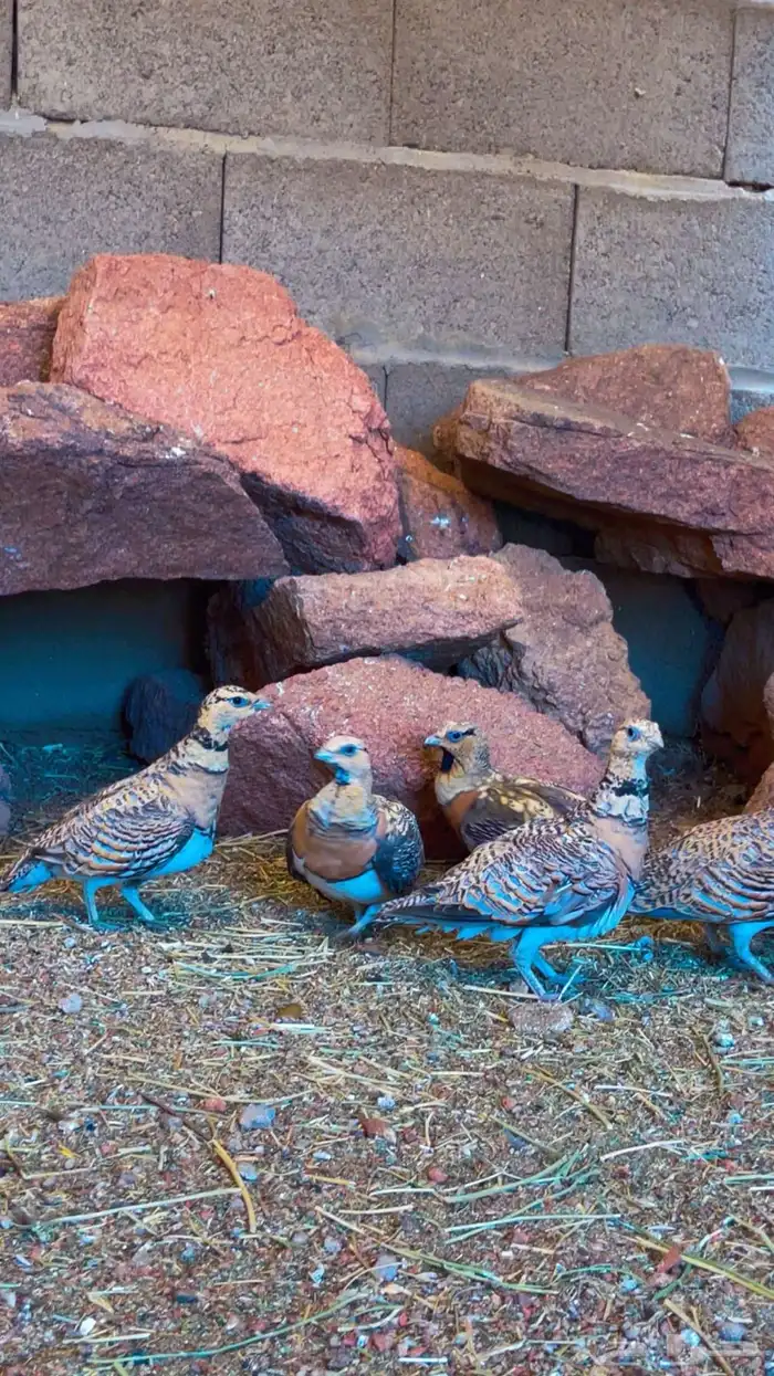 قطاء عراقي 0