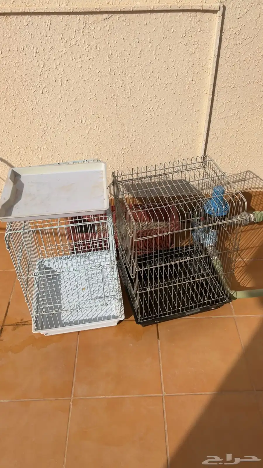 شبوك ببغاء 0