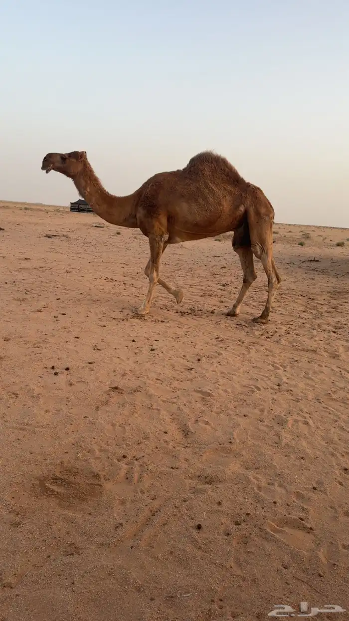 للبيع ناقة مبيوع حاشيها 3