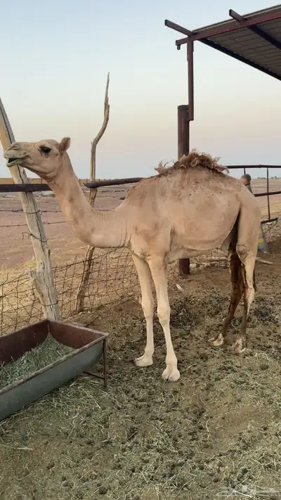 بكره للبيع مفروده 2
