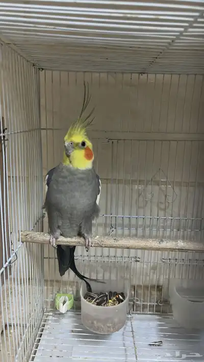كروان كوكتيل 3