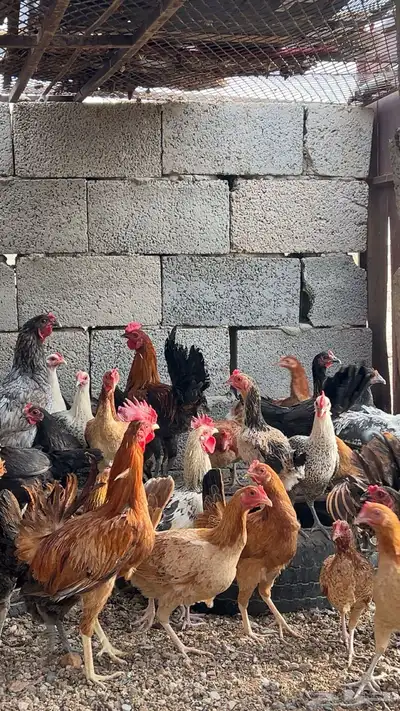 دجاج بلدي 1