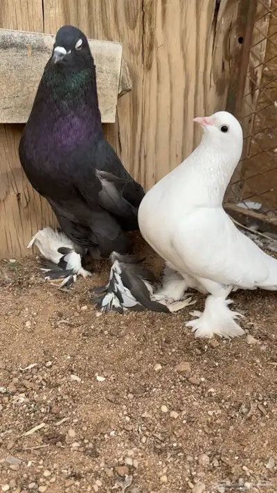 حمام تب التب 13