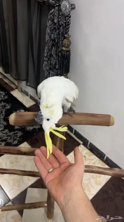 ببغاء كوكاتو متكلم وأليف ولعوب حمامة 2