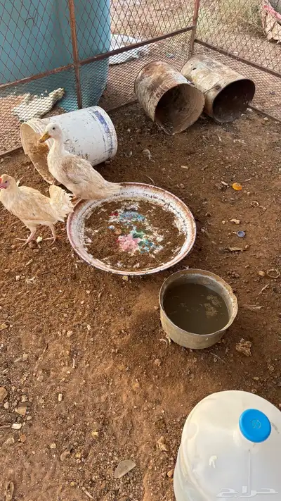 للبيع بطه أنثى 1