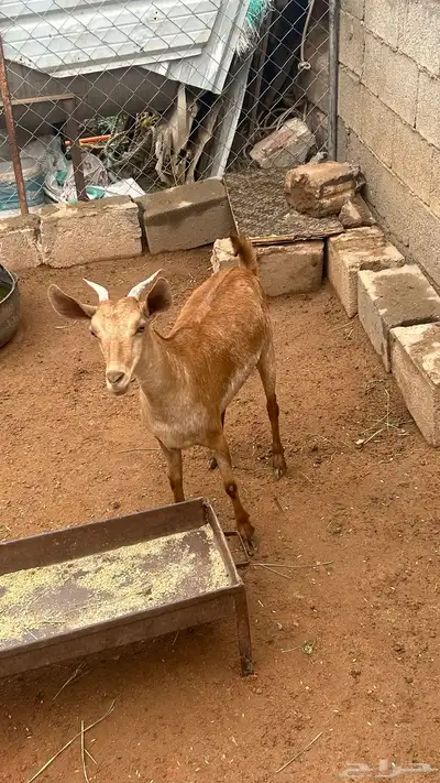 عناق جذع فل شحم سليمه من الدفاع 2
