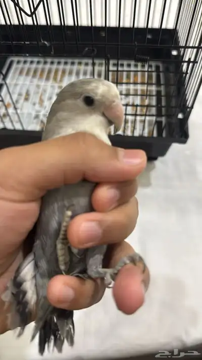للبيع روز اليف 4