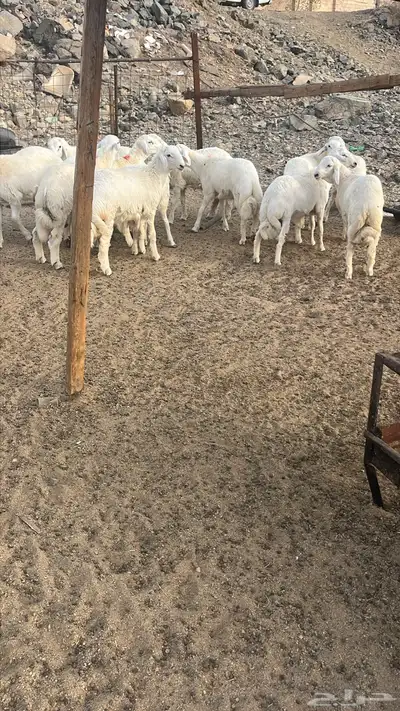ذبايح مكه   طليان حري وسواكني وتيوس مع الذبح والتوصيل 1