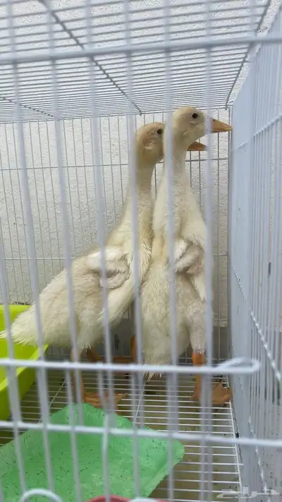 للبيع صوص بط 1
