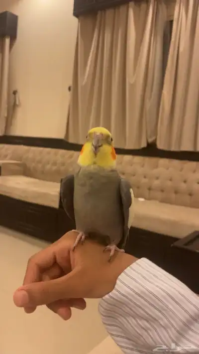 كروان كوكتيل 2