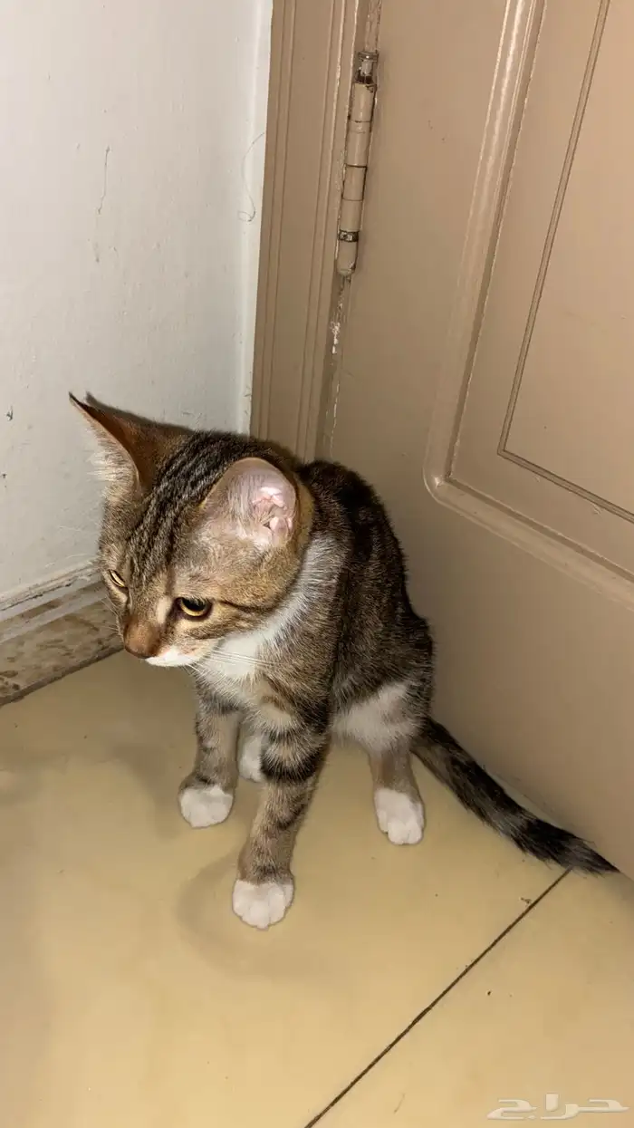 للبيع قط عتابي 2