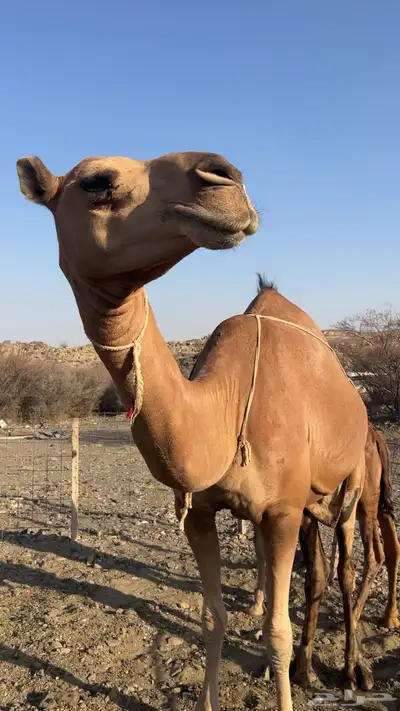 للبيع خلفه بكره وتحتها بكره ساحليه 1