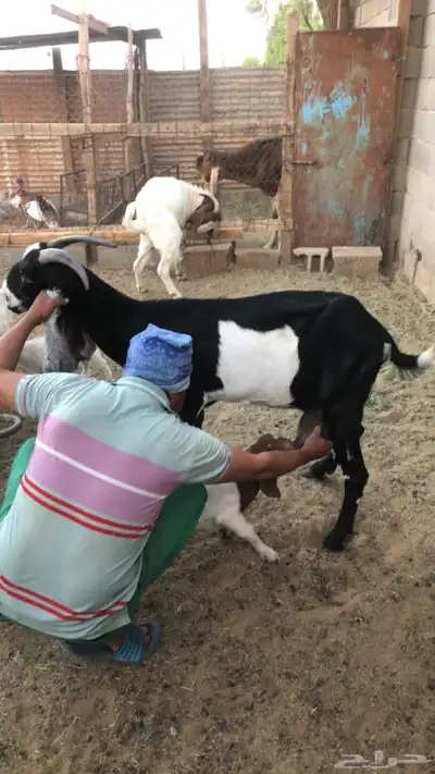 جفره مشروكه 0