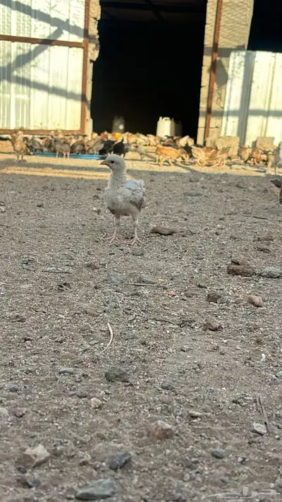 صوص بلدي 1