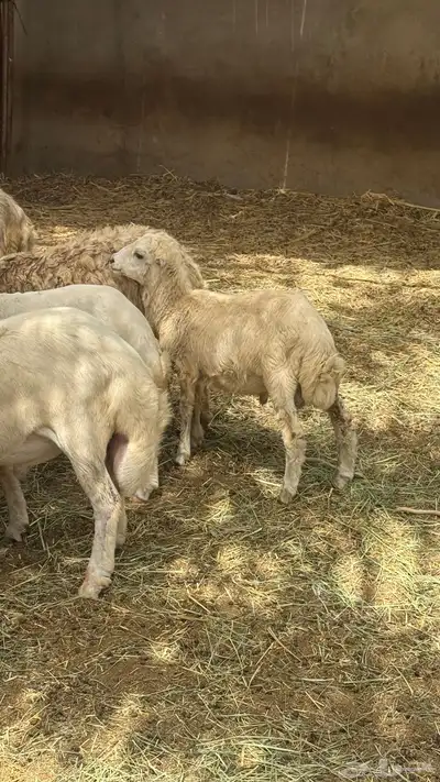 كبش للبيع 2