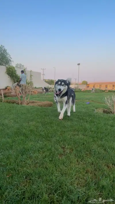 كلاب هاسكي للبيع من إنتاجي 6