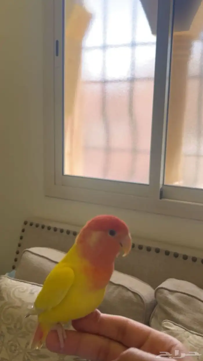 ببغاء روز 1