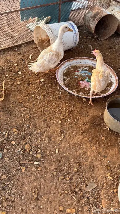 للبيع بطه أنثى 0