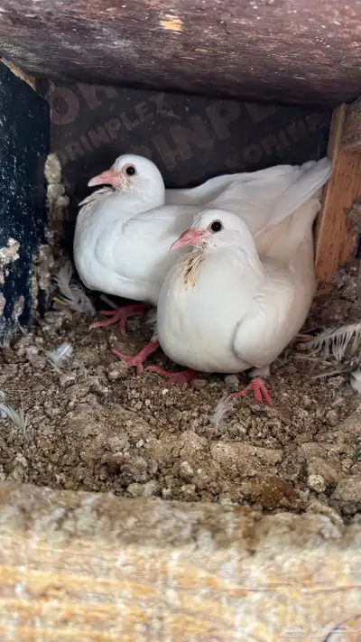زغاليل فرنسي 1