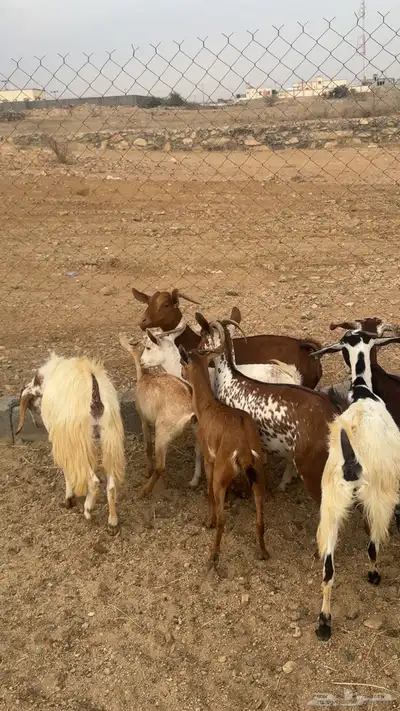 معزا دفيع وصغار سن 5