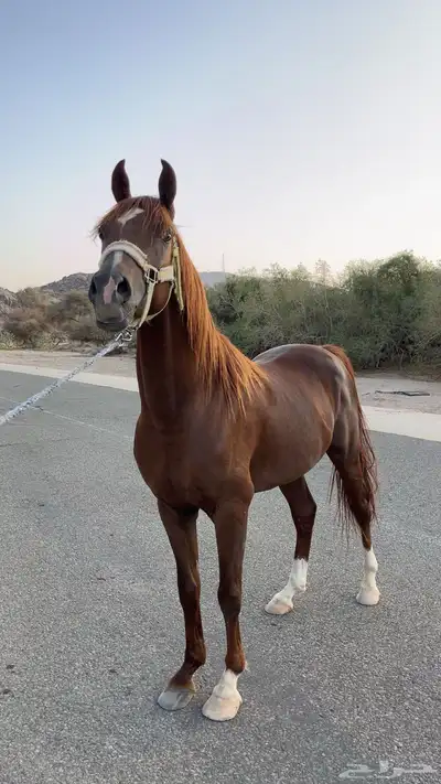 حصان شعبي 2