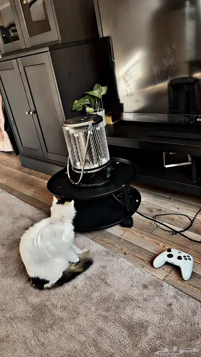 قط سكوتش اولادها 7