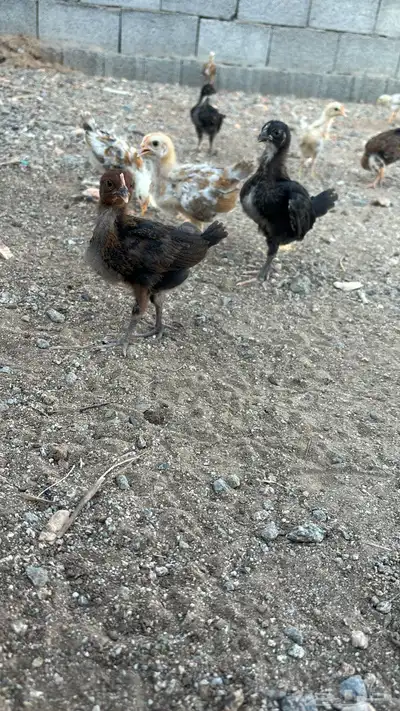 صوص بلدي 0