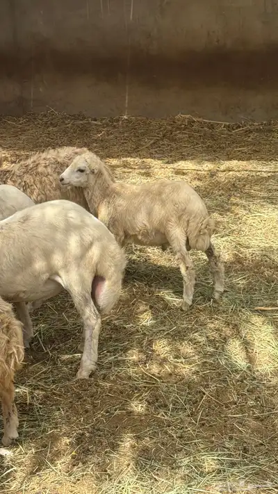كبش للبيع 1