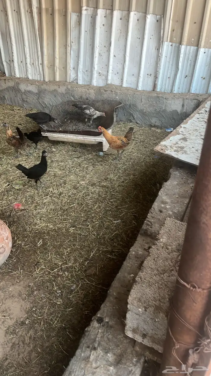 دجاج 1