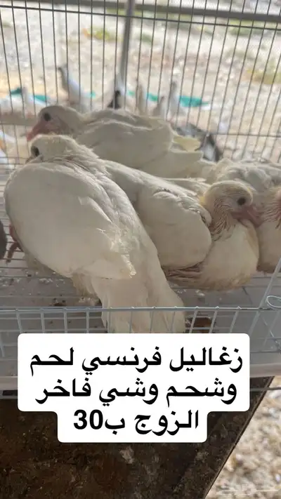 زغاليل فرنسي 0