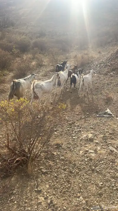 معزا للبيع العدد 9 دفيع 1