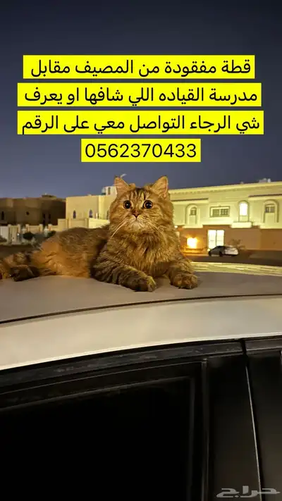 قطة مفقودة من المصيف مقابل مدرسة القياده قريب لفندق غايا 0
