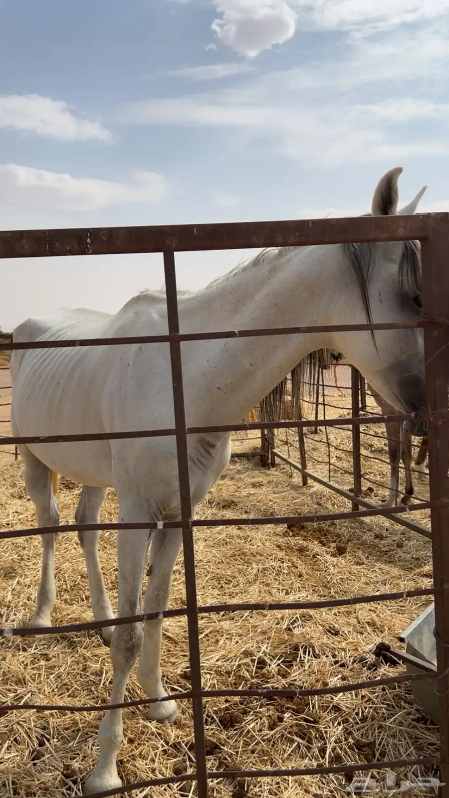 خيل طيب index