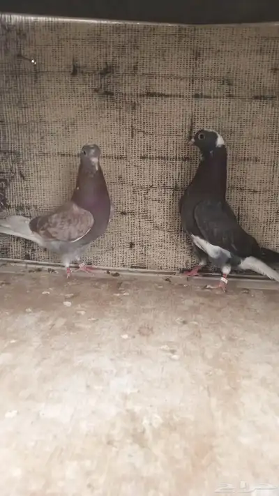 قطايف قلاب عروق قديمه 2