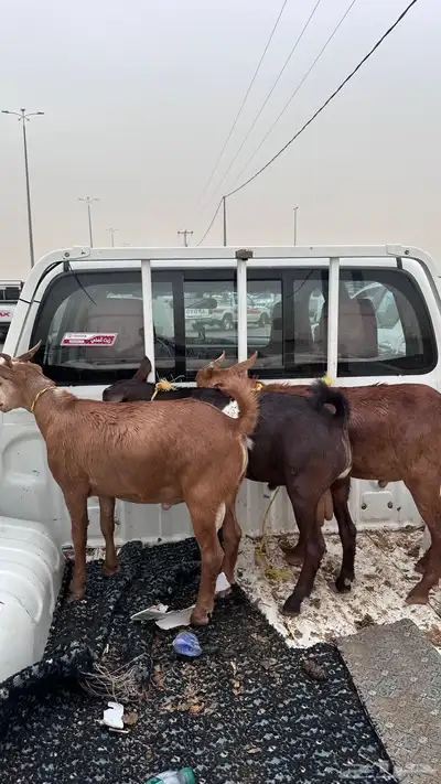 تيوس دهم 6