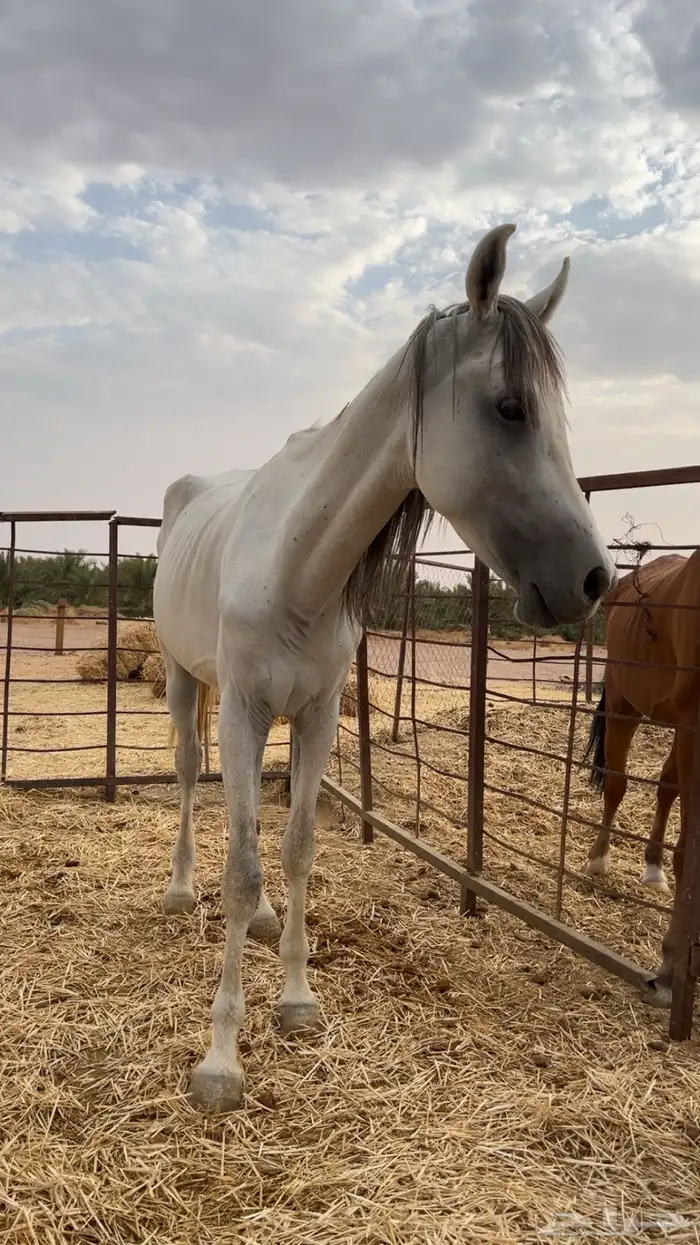 خيل طيب 2