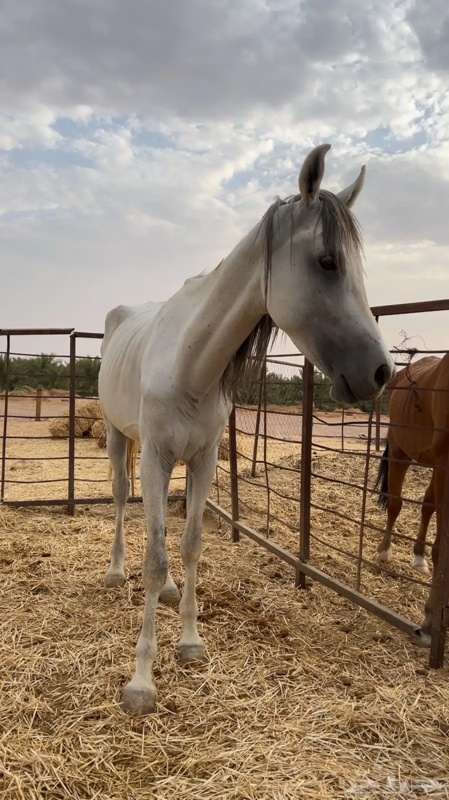 خيل طيب index