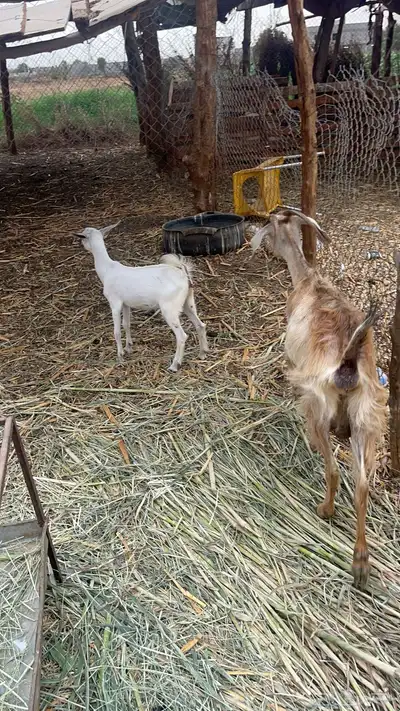 عنز منتوج 1