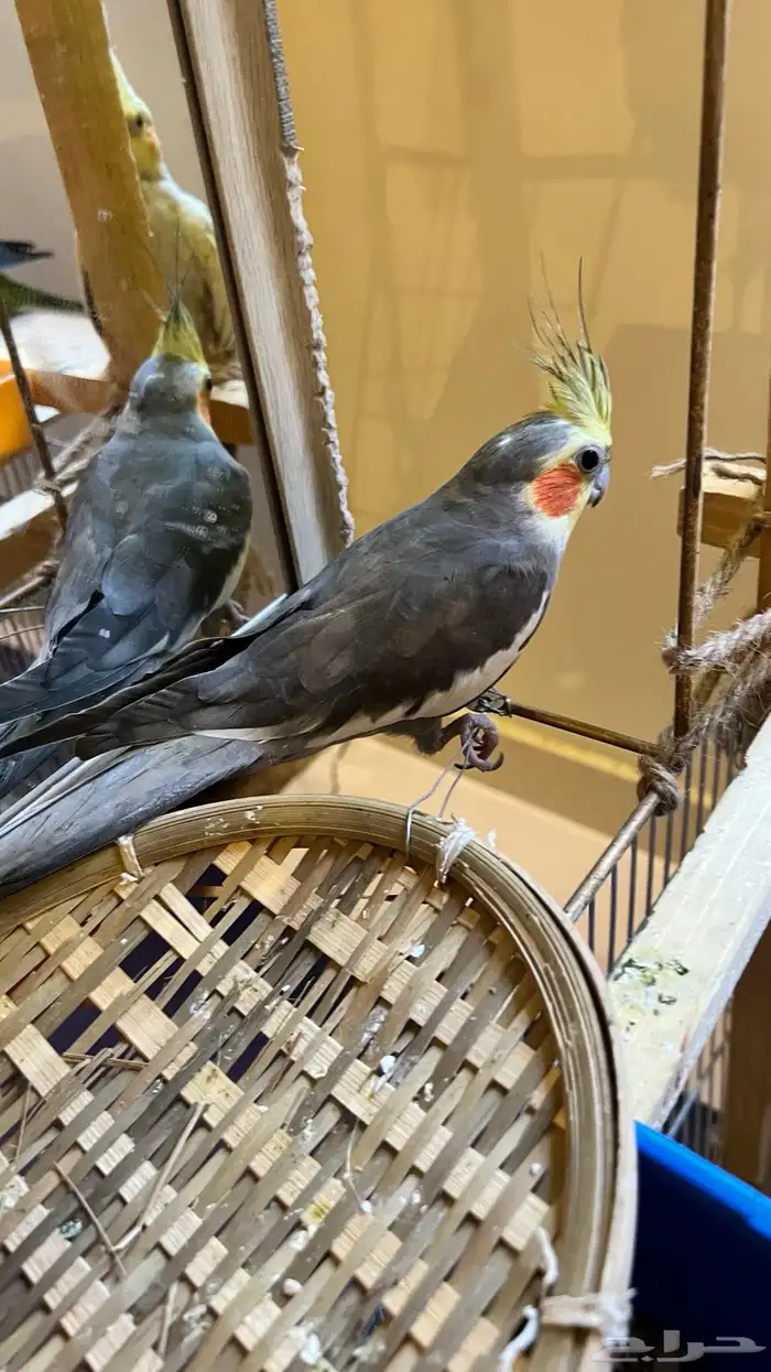 جوز كروان اليف 4