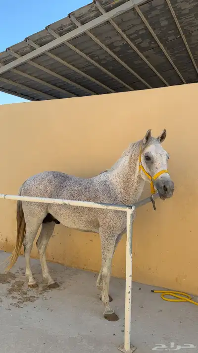 حصان 16