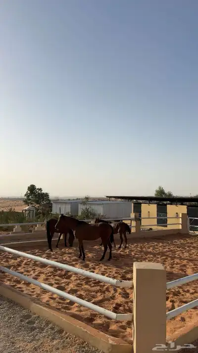 ايواء وعسف 4