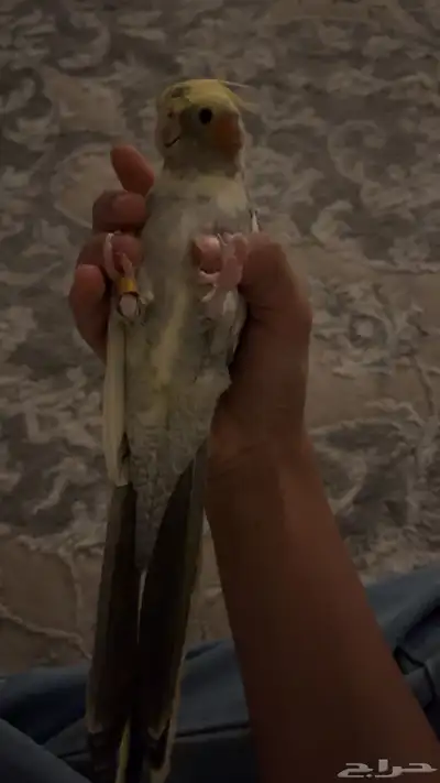 ببغاء كروان اليف 1