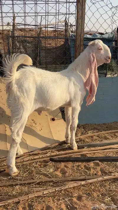 تيس أبرص مستقبل فحل بإذن الله 0