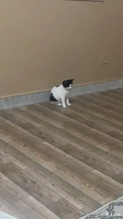 قط سكوتش اولادها 4
