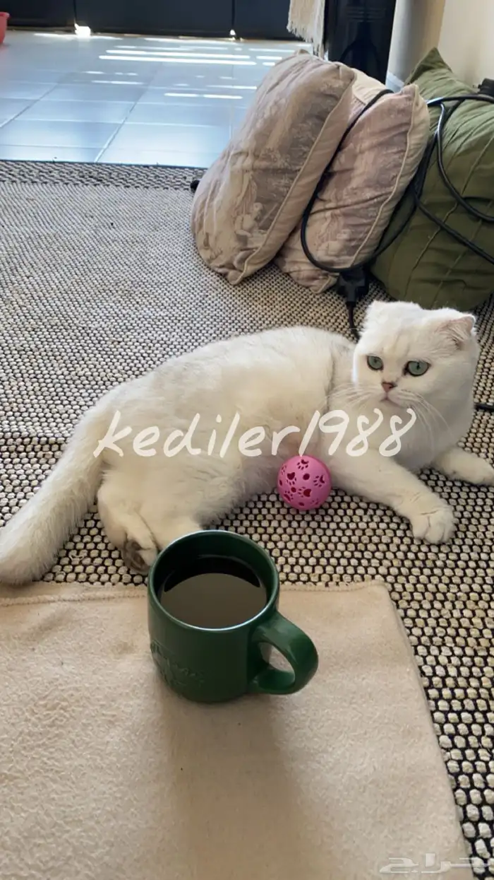 كيتن ذكر مسجل للبيع 10